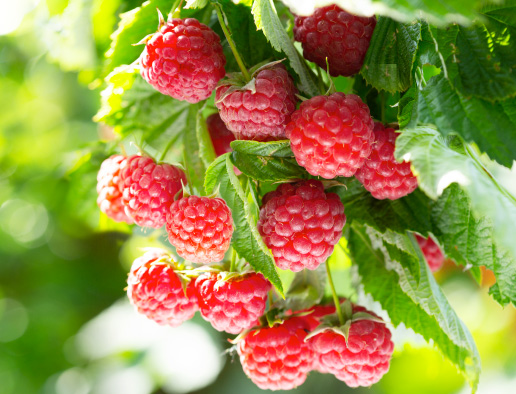 fresas